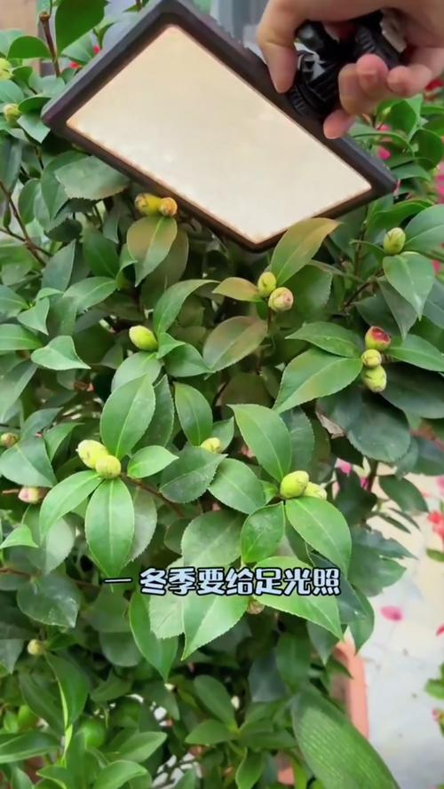 茶花有花苞为什么不开，茶花有花苞为什么不开花？-第4张图片-优品飞百科