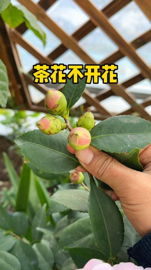 茶花有花苞为什么不开，茶花有花苞为什么不开花？-第5张图片-优品飞百科