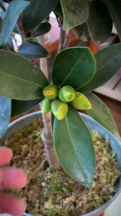 茶花有花苞为什么不开，茶花有花苞为什么不开花？-第6张图片-优品飞百科