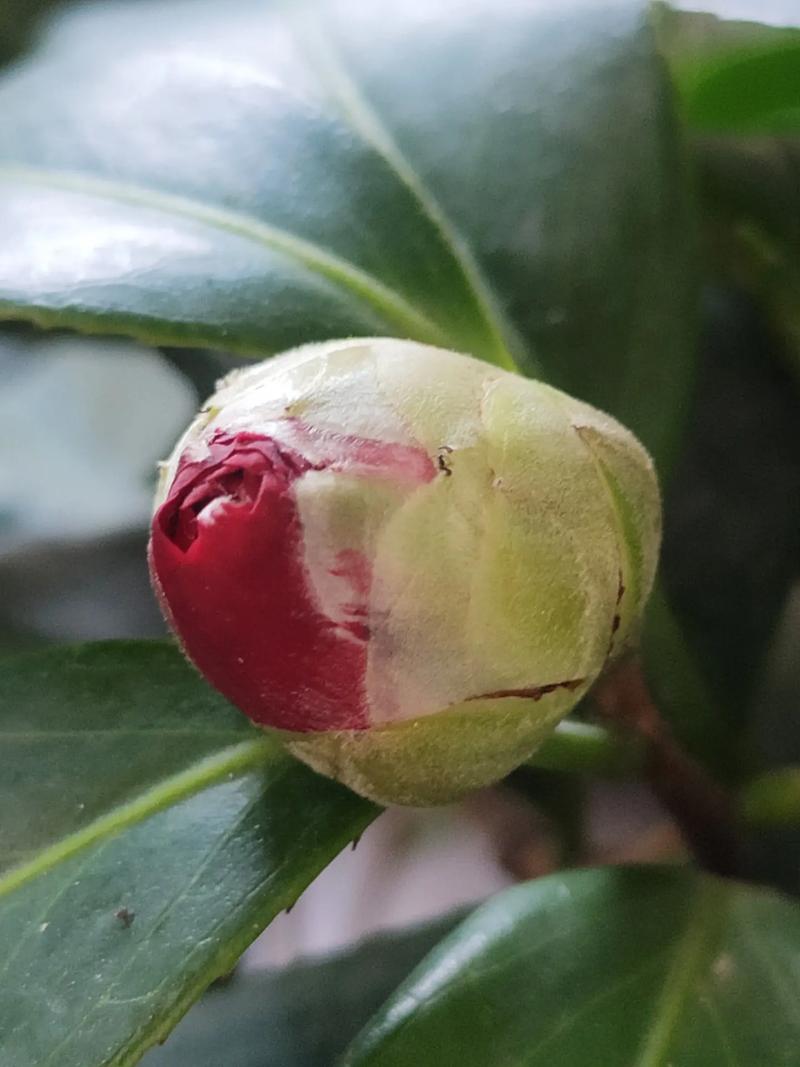 茶花有花苞为什么不开，茶花有花苞为什么不开花？-第7张图片-优品飞百科