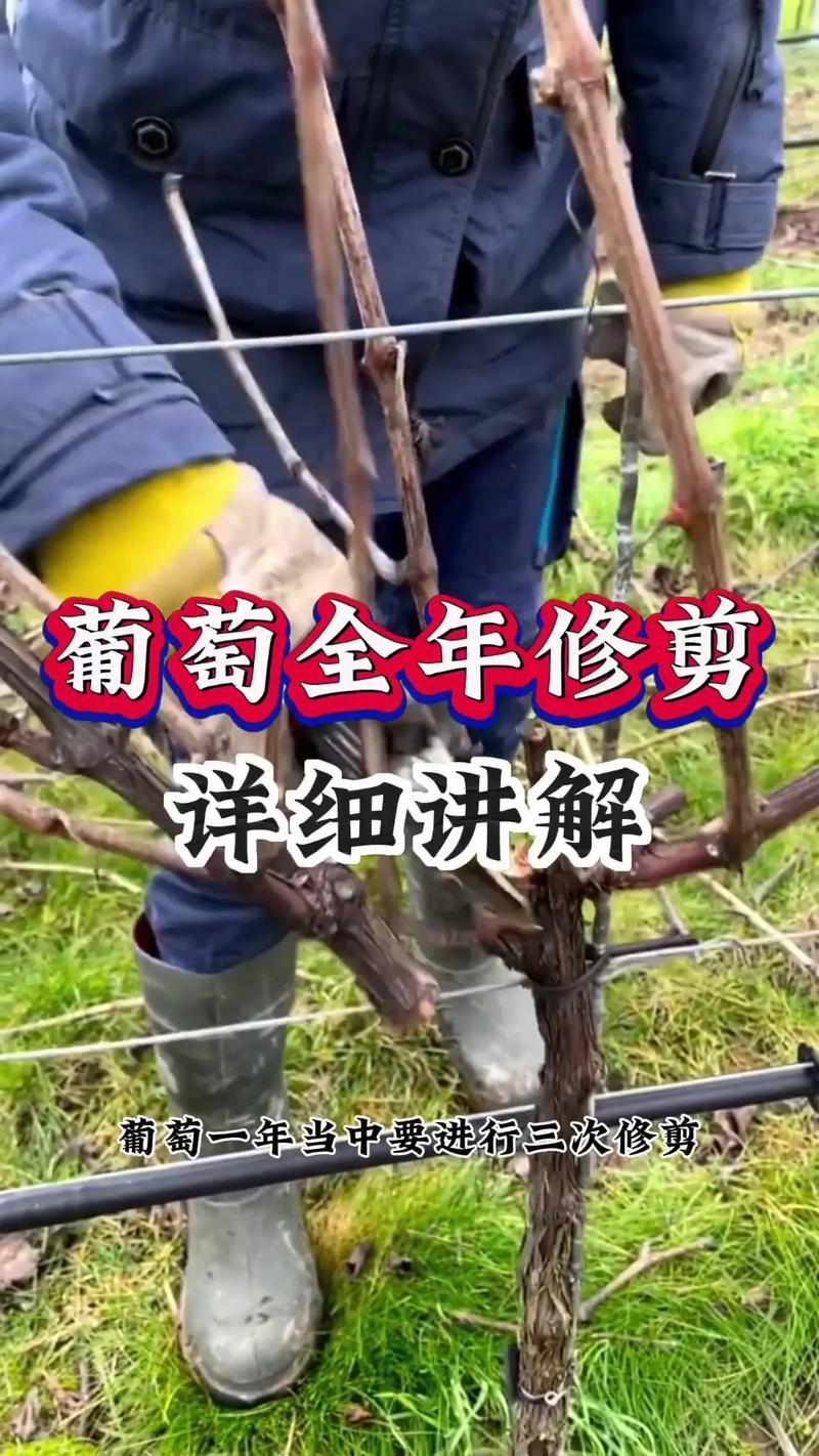 南方葡萄什么时候剪枝，南方葡萄冬剪什么时候最佳