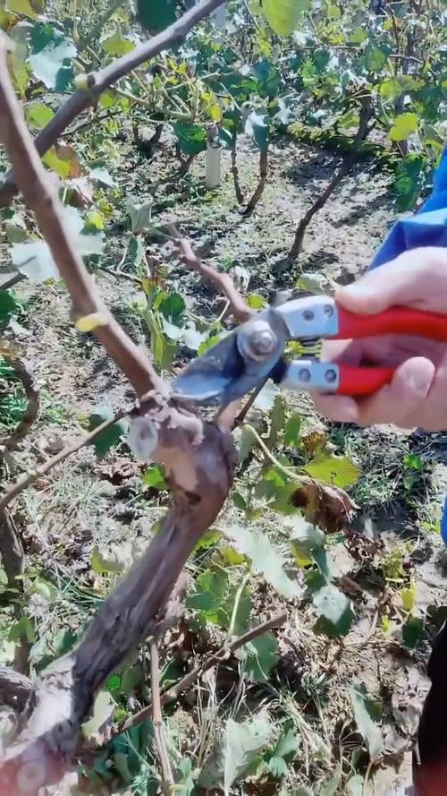 南方葡萄什么时候剪枝，南方葡萄冬剪什么时候最佳-第3张图片-优品飞百科