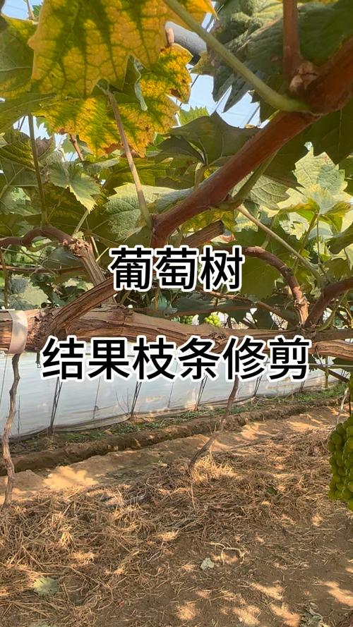 南方葡萄什么时候剪枝，南方葡萄冬剪什么时候最佳-第5张图片-优品飞百科
