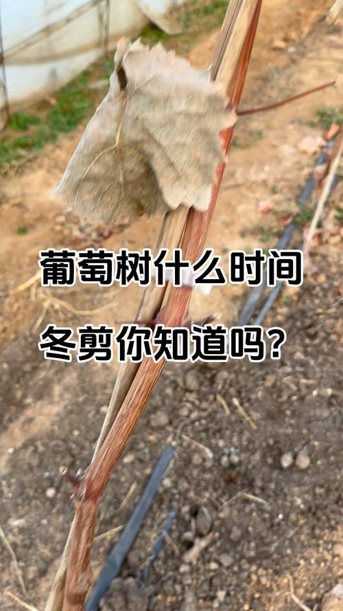 南方葡萄什么时候剪枝，南方葡萄冬剪什么时候最佳-第6张图片-优品飞百科