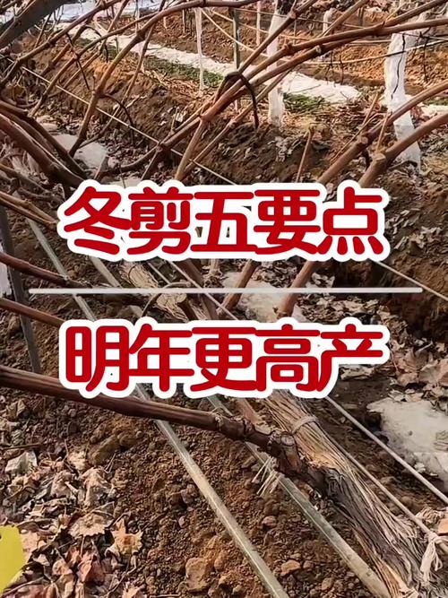 南方葡萄什么时候剪枝，南方葡萄冬剪什么时候最佳-第7张图片-优品飞百科