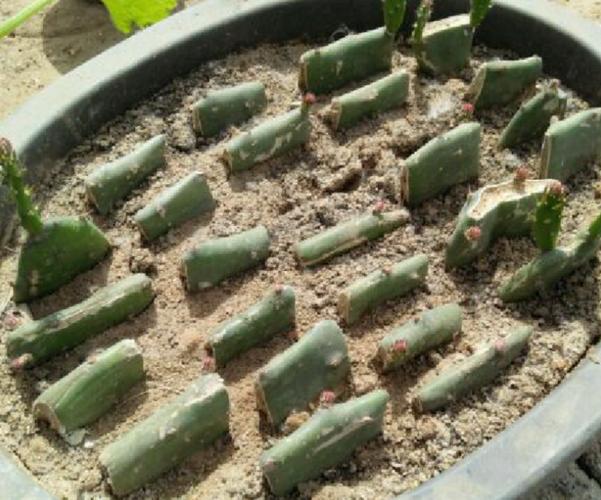 叶仙人掌的繁殖方法？叶仙人掌插上几天成活？-第2张图片-优品飞百科