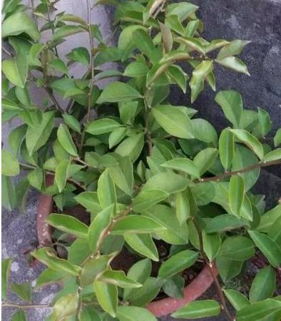 叶仙人掌的繁殖方法？叶仙人掌插上几天成活？-第4张图片-优品飞百科