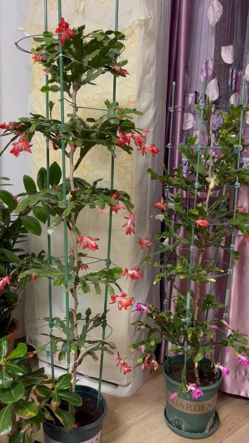 叶仙人掌的繁殖方法？叶仙人掌插上几天成活？-第5张图片-优品飞百科