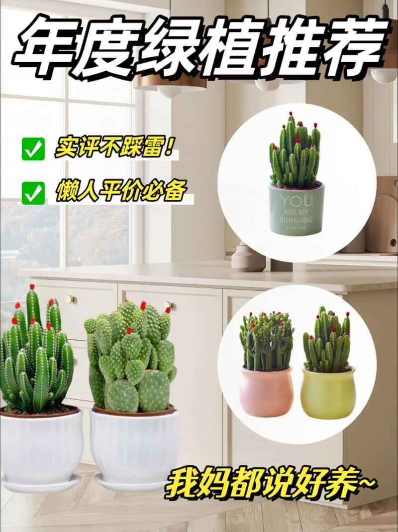 叶仙人掌的繁殖方法？叶仙人掌插上几天成活？-第6张图片-优品飞百科