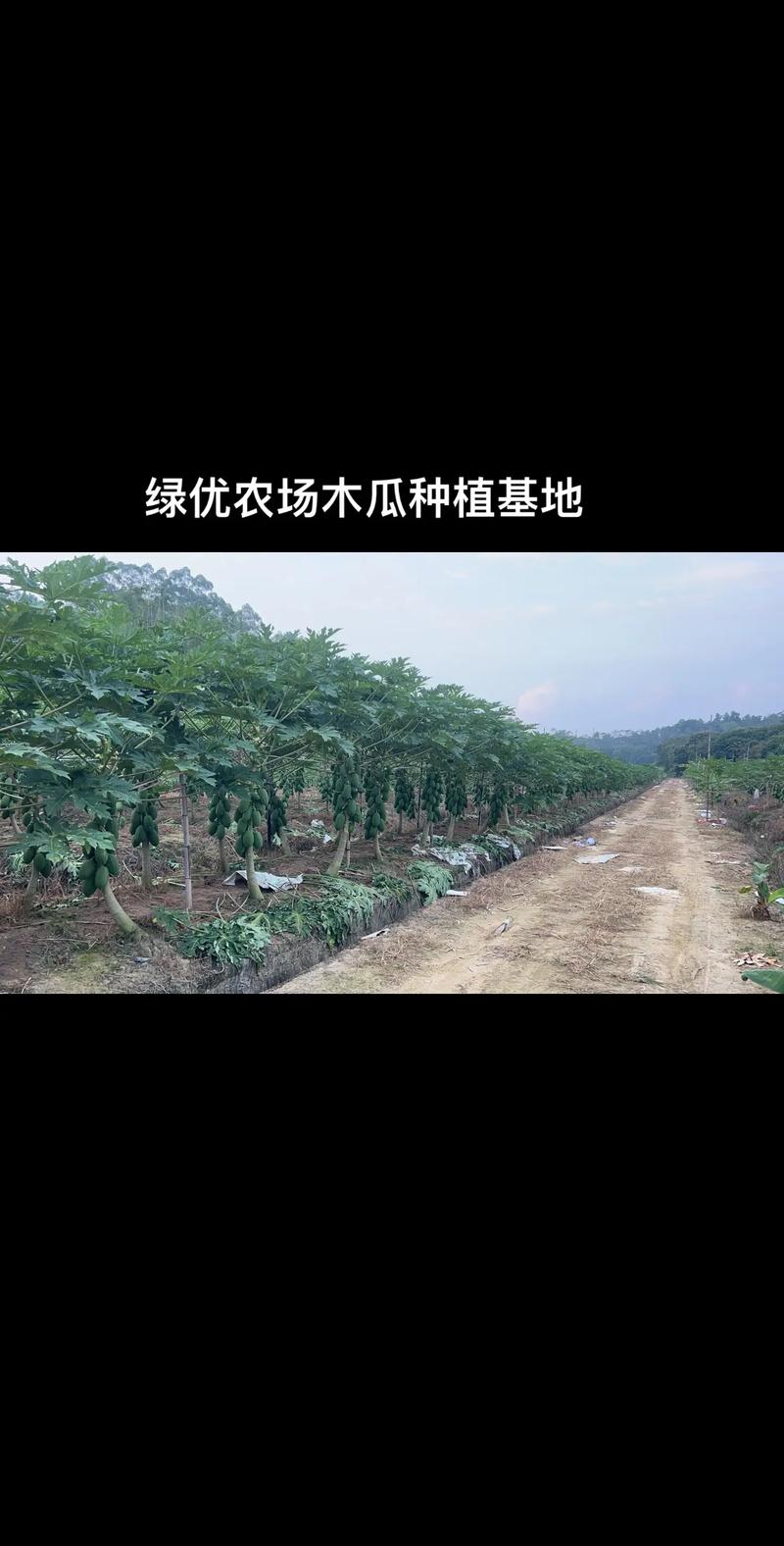 木瓜籽能种植吗，木瓜籽能种植盆栽吗-第1张图片-优品飞百科