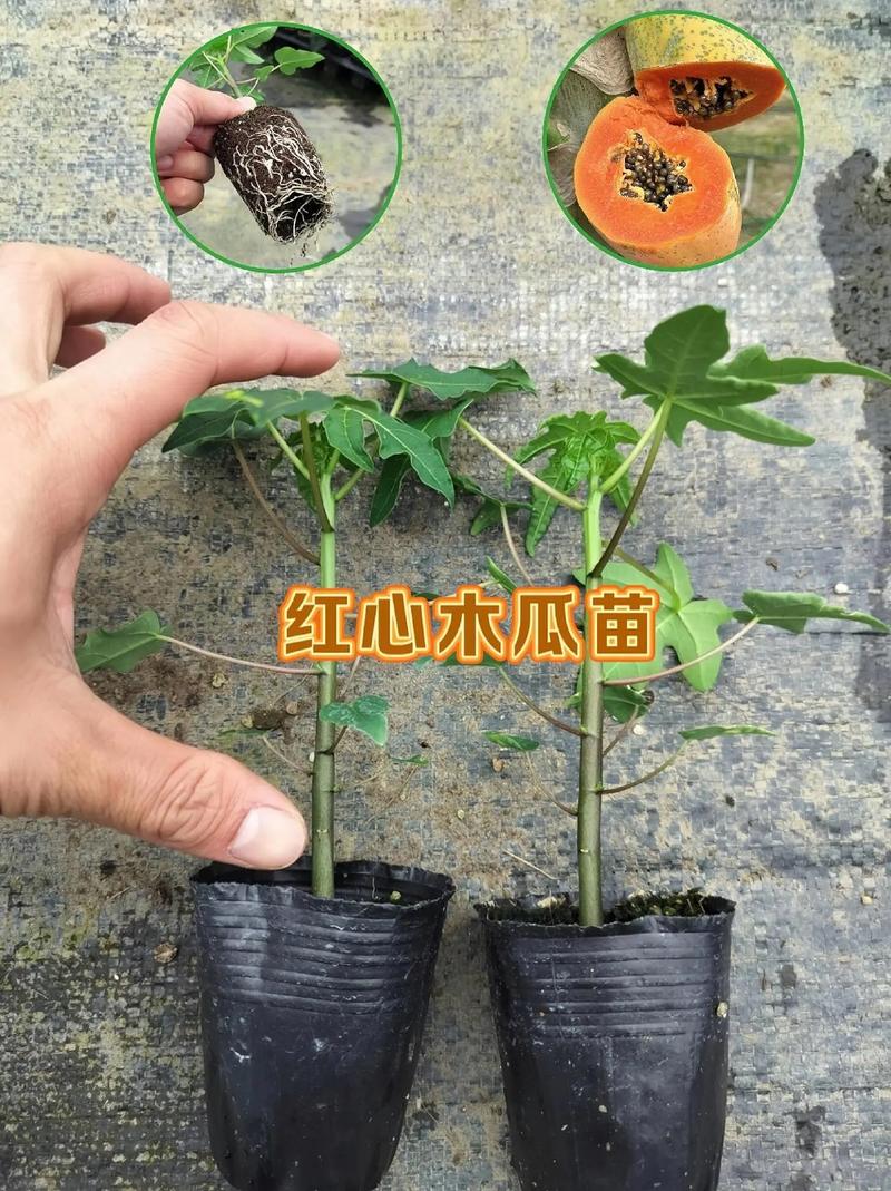 木瓜籽能种植吗，木瓜籽能种植盆栽吗-第3张图片-优品飞百科