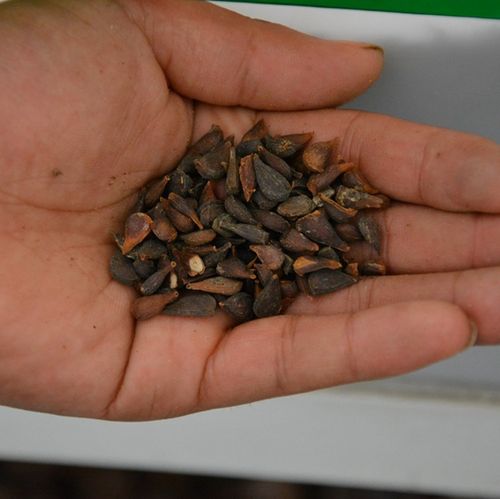 木瓜籽能种植吗，木瓜籽能种植盆栽吗-第4张图片-优品飞百科