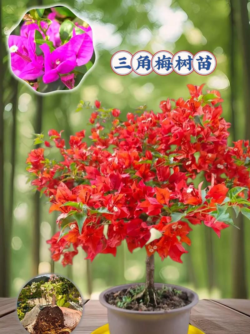 三角梅如何多开花，三角梅怎样多开花？