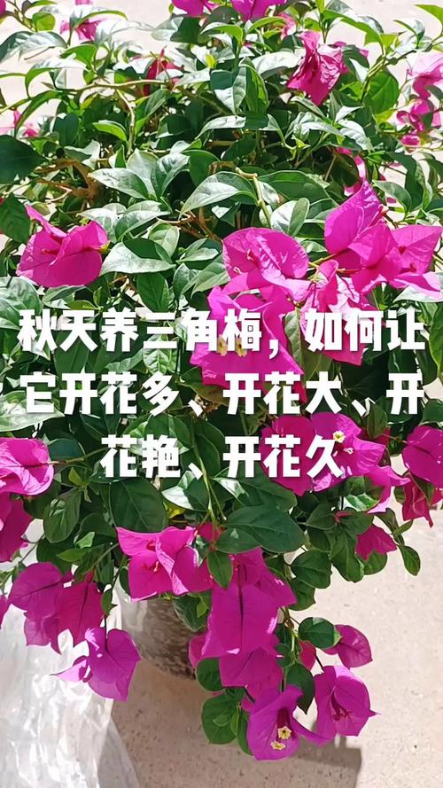 三角梅如何多开花，三角梅怎样多开花？-第2张图片-优品飞百科