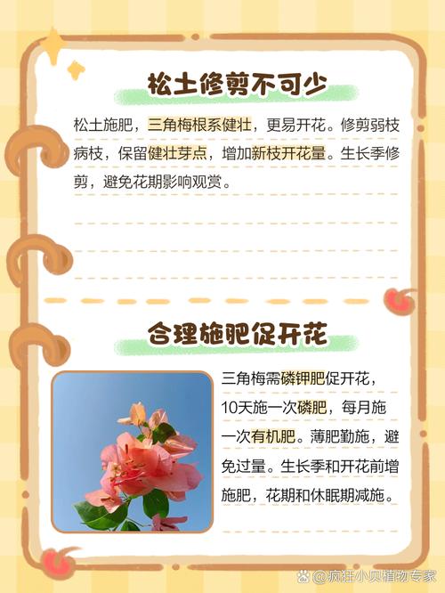 三角梅如何多开花，三角梅怎样多开花？-第3张图片-优品飞百科