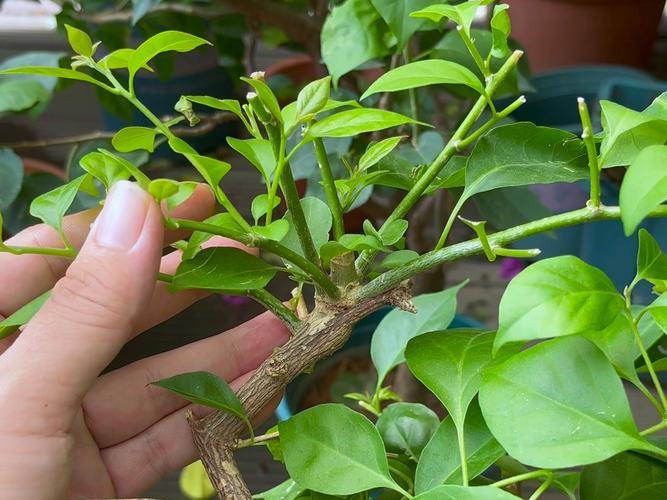 三角梅如何多开花，三角梅怎样多开花？-第6张图片-优品飞百科