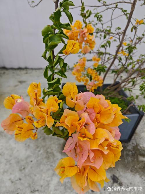 三角梅如何多开花，三角梅怎样多开花？-第5张图片-优品飞百科