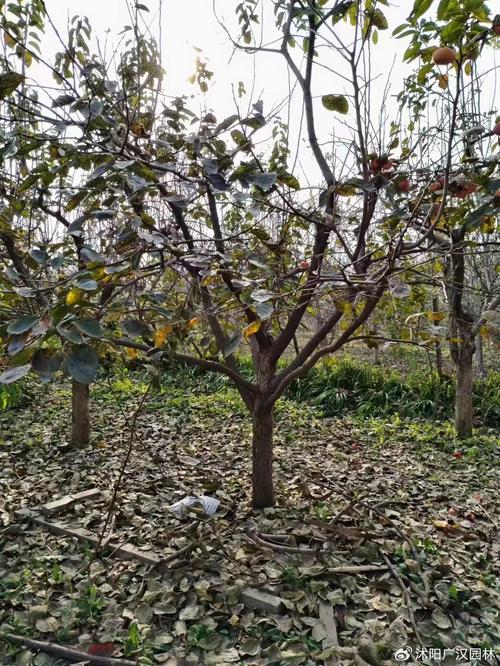 柿子树嫁接时间和方法？柿子树嫁接时间和方法的视频？