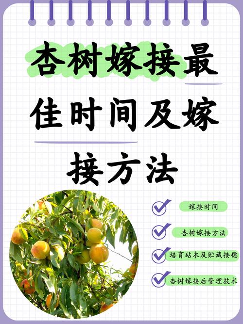 柿子树嫁接时间和方法？柿子树嫁接时间和方法的视频？-第2张图片-优品飞百科