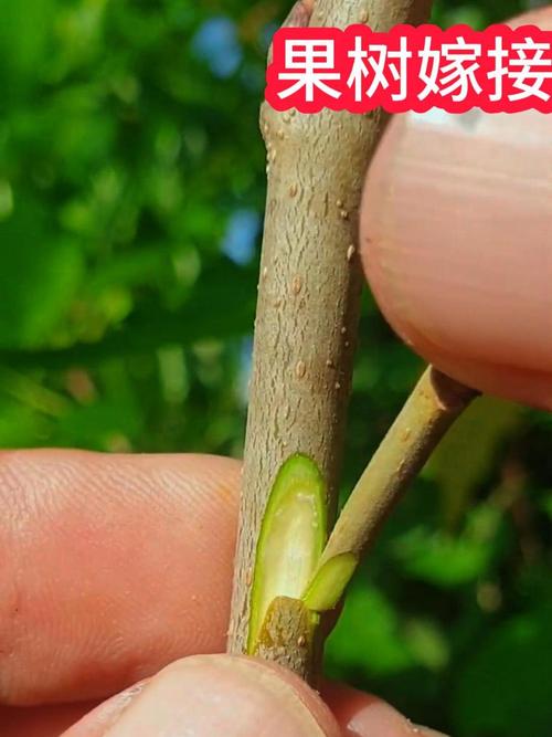 柿子树嫁接时间和方法？柿子树嫁接时间和方法的视频？-第3张图片-优品飞百科