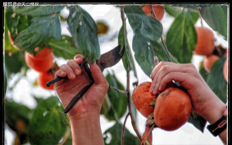 柿子树嫁接时间和方法？柿子树嫁接时间和方法的视频？-第4张图片-优品飞百科