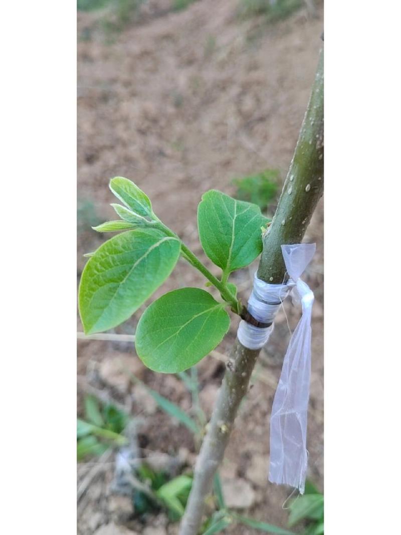 柿子树嫁接时间和方法？柿子树嫁接时间和方法的视频？-第5张图片-优品飞百科