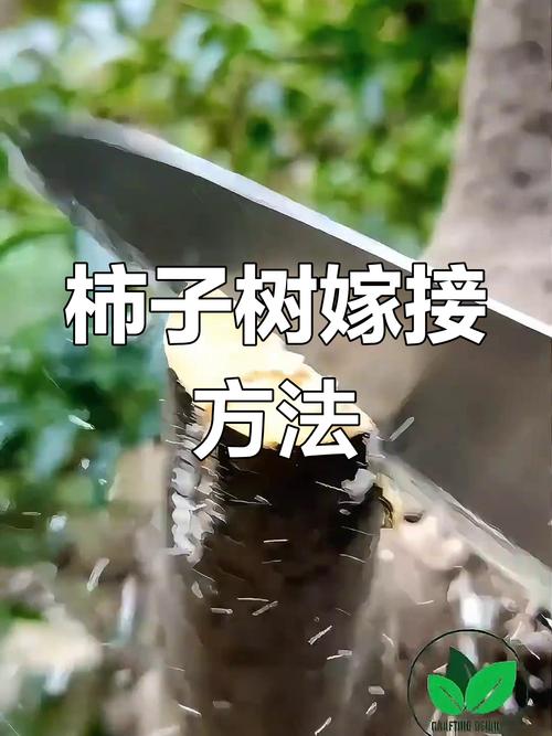 柿子树嫁接时间和方法？柿子树嫁接时间和方法的视频？-第6张图片-优品飞百科