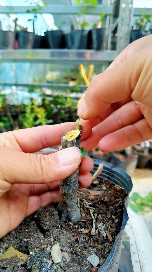 柿子树嫁接时间和方法？柿子树嫁接时间和方法的视频？-第7张图片-优品飞百科