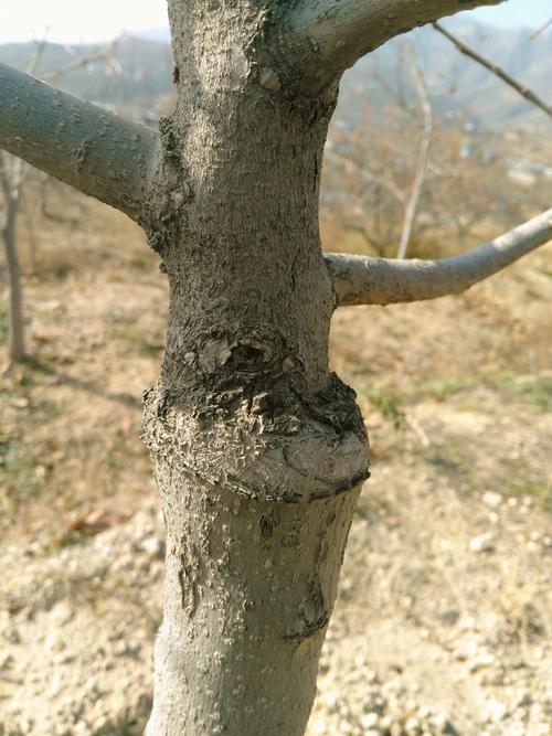 柿子树嫁接时间和方法？柿子树嫁接时间和方法的视频？-第8张图片-优品飞百科