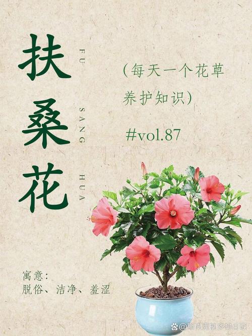 扶桑花怎么养，扶桑花怎么养好呢