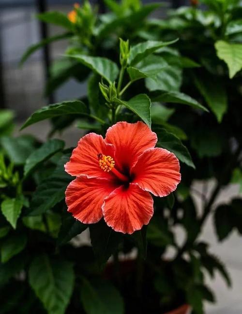 扶桑花怎么养，扶桑花怎么养好呢-第2张图片-优品飞百科