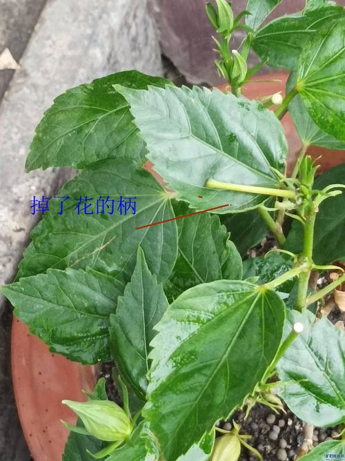 扶桑花怎么养，扶桑花怎么养好呢-第3张图片-优品飞百科