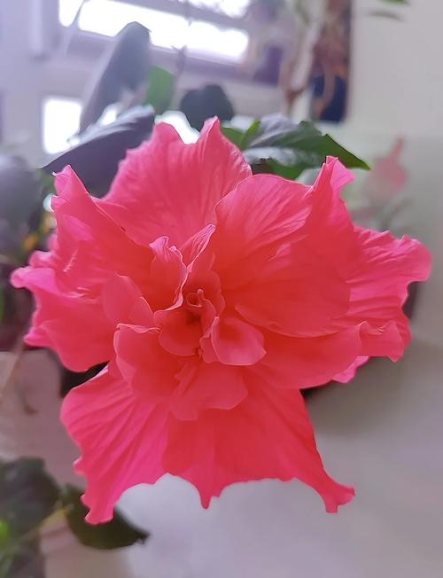 扶桑花怎么养，扶桑花怎么养好呢-第5张图片-优品飞百科