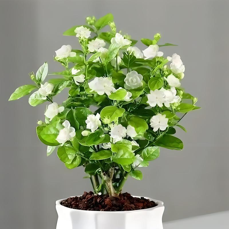 新买的茉莉花怎么养，新买的茉莉花怎么养活