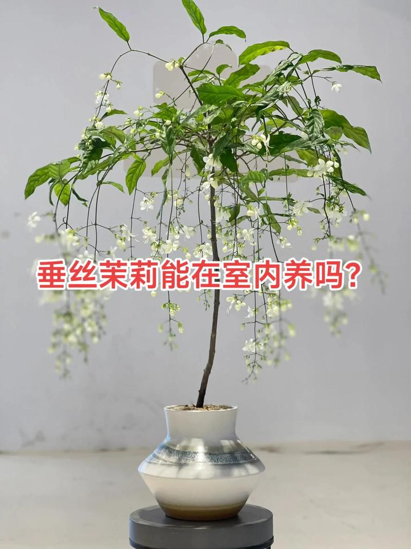 新买的茉莉花怎么养,新买的茉莉花怎么养活-第2张图片-优品飞百科 新买的茉莉花怎么养,新买的茉莉花怎么养活-第2张图片-优品飞百科