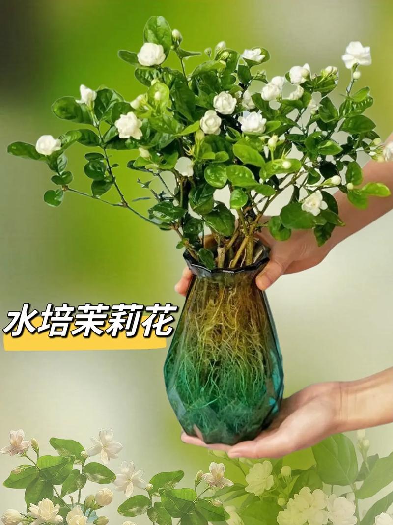 新买的茉莉花怎么养,新买的茉莉花怎么养活-第3张图片-优品飞百科 新买的茉莉花怎么养,新买的茉莉花怎么养活-第3张图片-优品飞百科