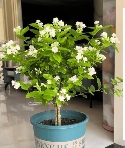 新买的茉莉花怎么养,新买的茉莉花怎么养活-第5张图片-优品飞百科 新买的茉莉花怎么养,新买的茉莉花怎么养活-第5张图片-优品飞百科