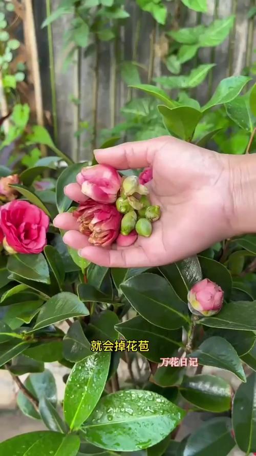 茶花怎么养长得快？茶花怎么养长得快些？-第2张图片-优品飞百科