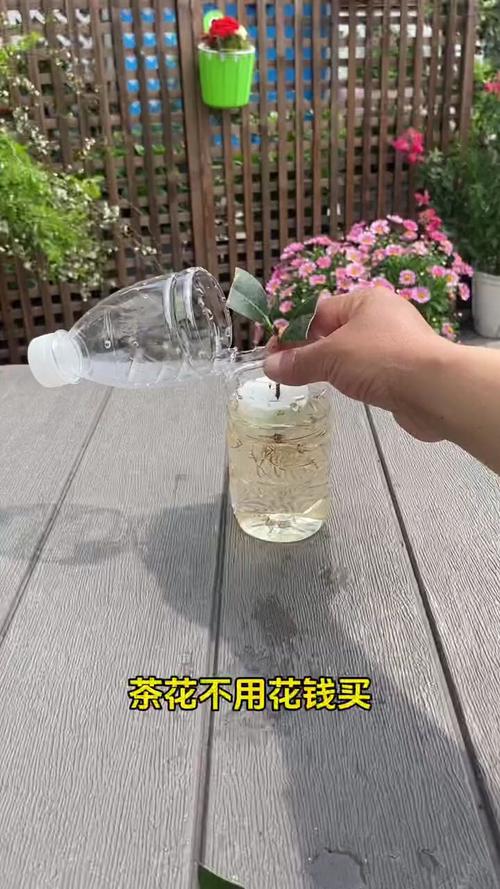 茶花怎么养长得快？茶花怎么养长得快些？-第5张图片-优品飞百科