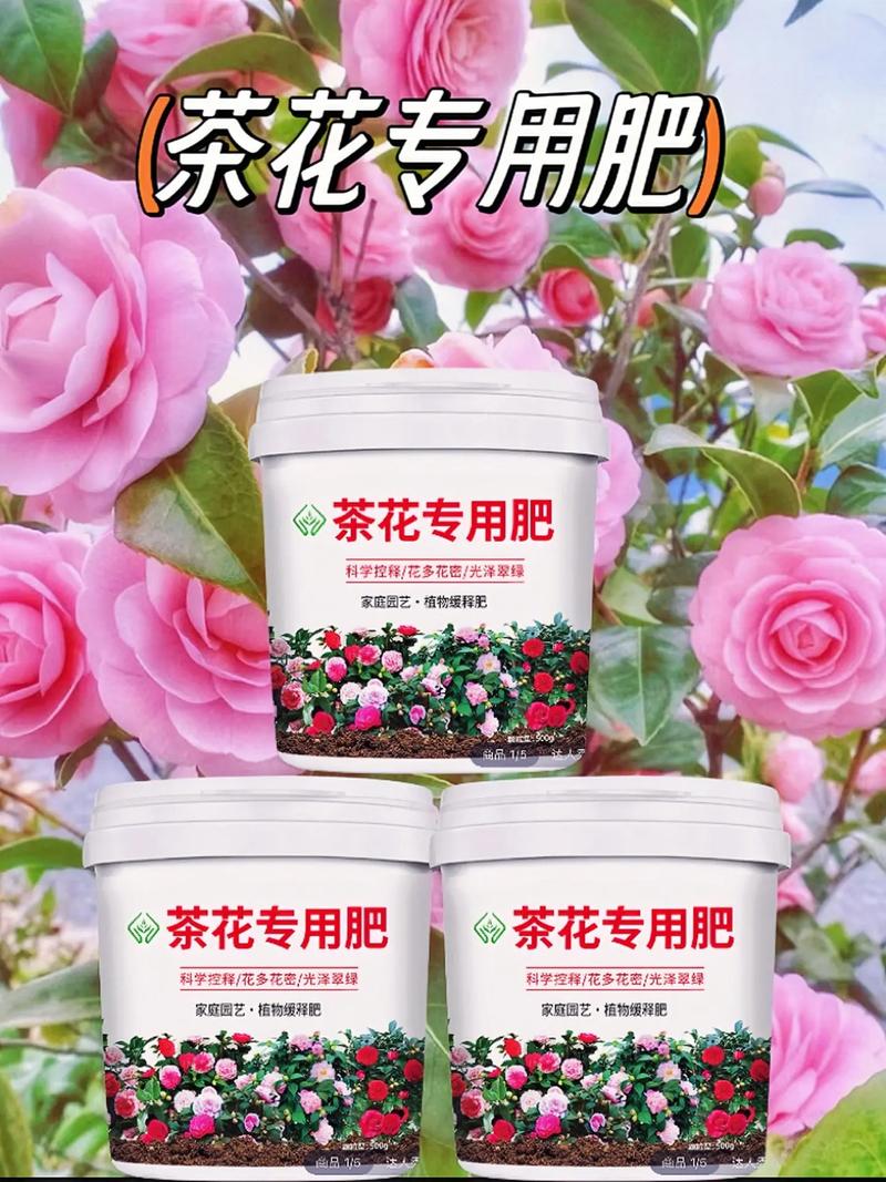 茶花怎么养长得快？茶花怎么养长得快些？-第6张图片-优品飞百科