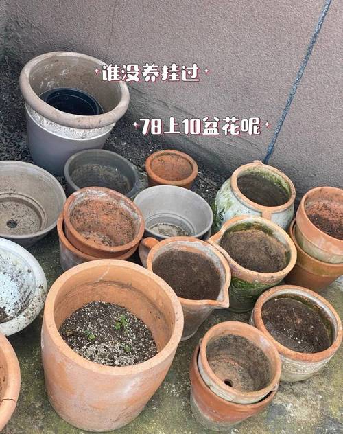 栀子花枝疯长别不管，栀子花侧枝疯长？