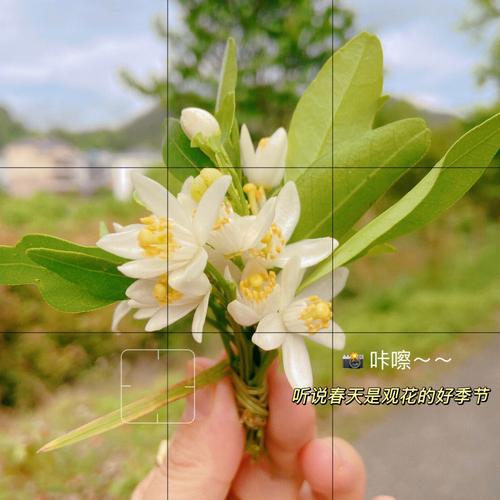 栀子花枝疯长别不管，栀子花侧枝疯长？-第2张图片-优品飞百科