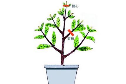 栀子花枝疯长别不管，栀子花侧枝疯长？-第3张图片-优品飞百科