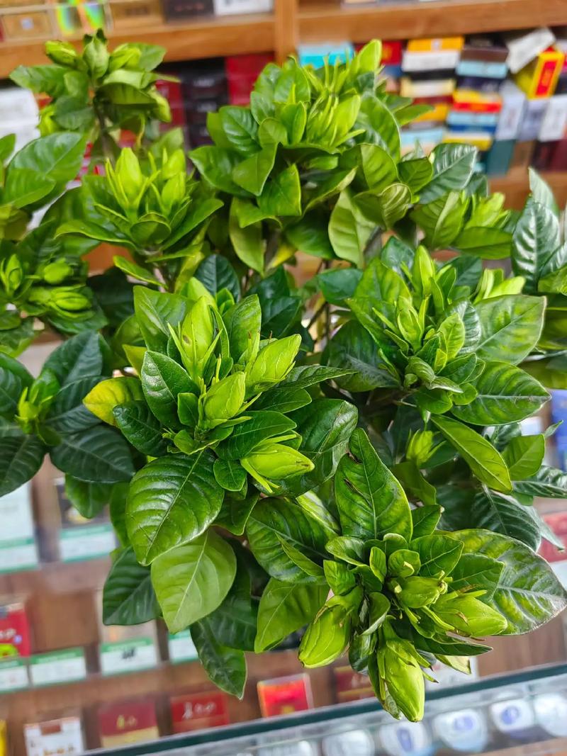 栀子花枝疯长别不管，栀子花侧枝疯长？-第6张图片-优品飞百科