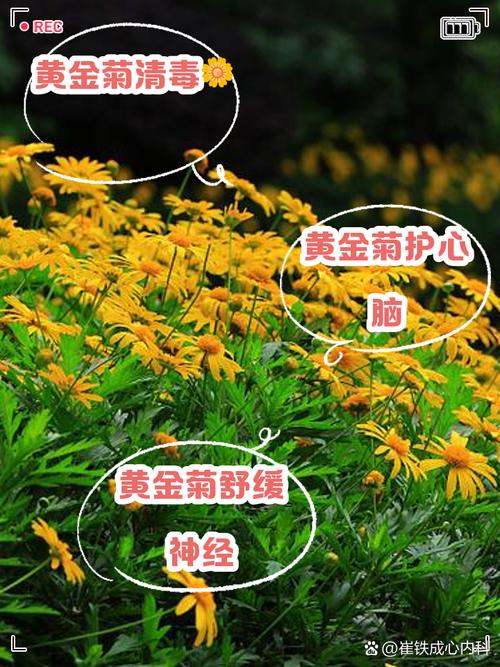 黄金菊有毒吗，黄金菊有毒吗能喝吗？-第3张图片-优品飞百科