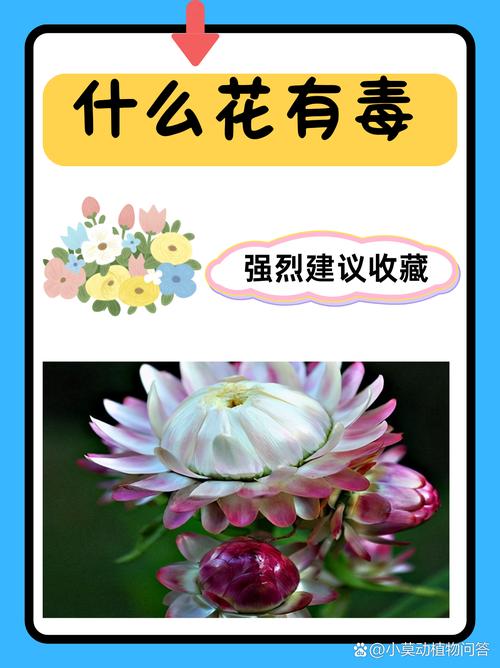 黄金菊有毒吗，黄金菊有毒吗能喝吗？-第4张图片-优品飞百科