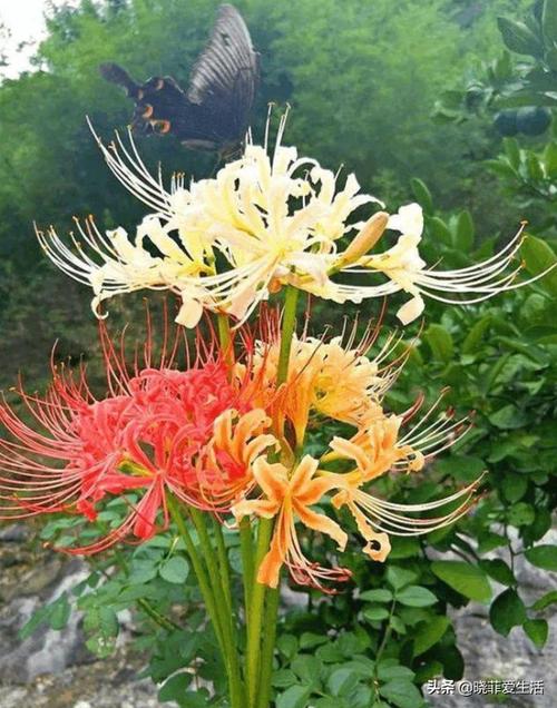 黄金菊有毒吗，黄金菊有毒吗能喝吗？-第5张图片-优品飞百科