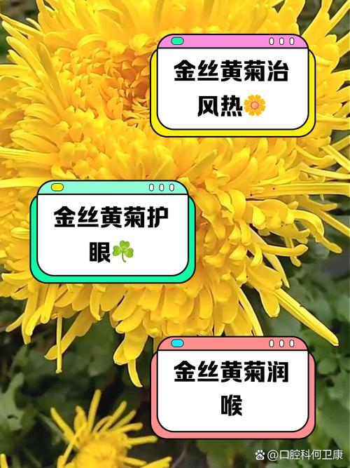 黄金菊有毒吗，黄金菊有毒吗能喝吗？-第6张图片-优品飞百科