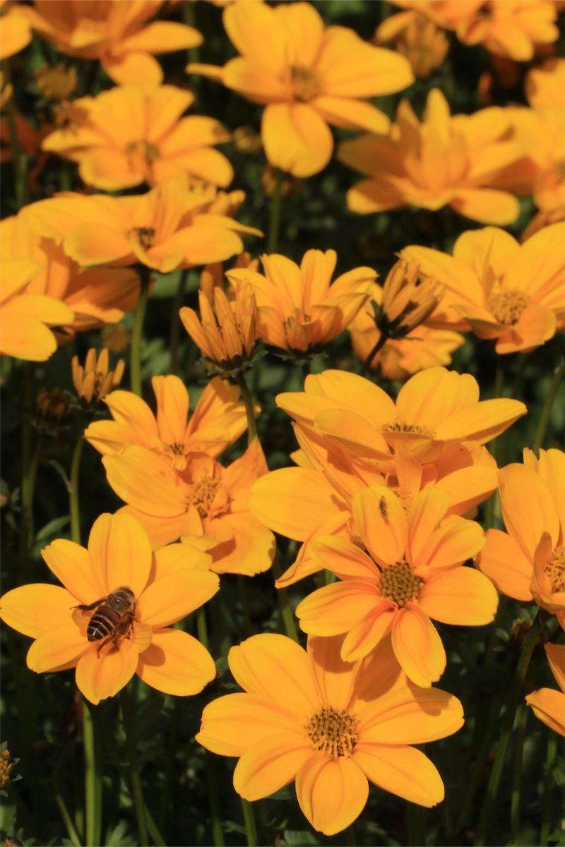 黄金菊有毒吗，黄金菊有毒吗能喝吗？-第8张图片-优品飞百科