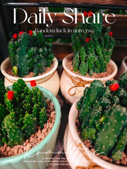 仙人掌扦插方法，仙人掌扦插方法视频？-第2张图片-优品飞百科